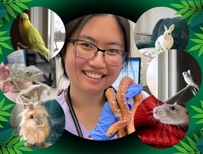 Collage of Dr. Lai with exotic animals Collage of Dr. Lai with exotic animals