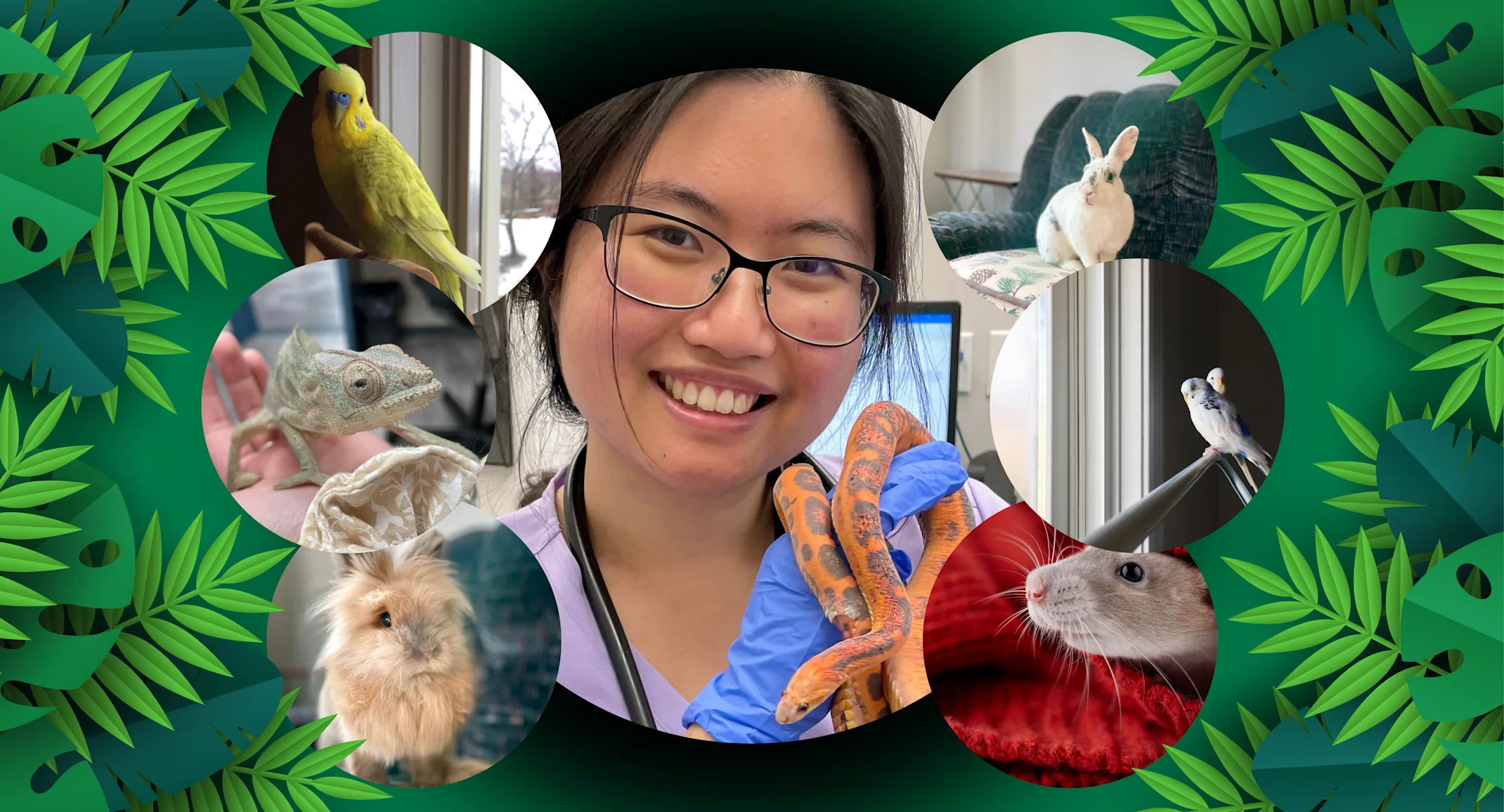 Collage of Dr. Lai with exotic animals Collage of Dr. Lai with exotic animals