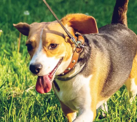 Dog going for a walk Dog going for a walk