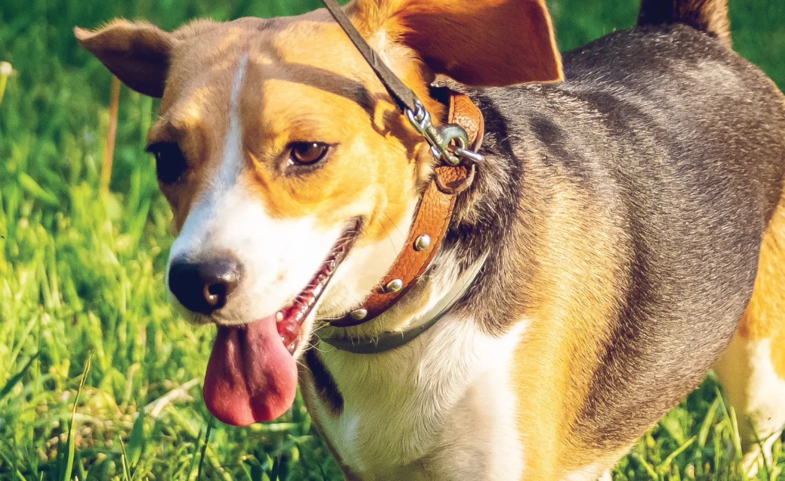 Dog going for a walk