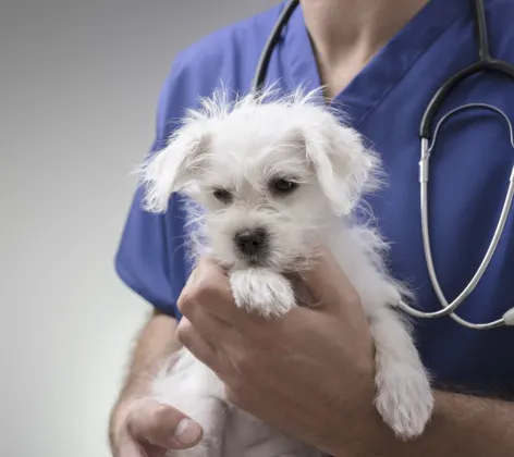 Staff member holding a puppy