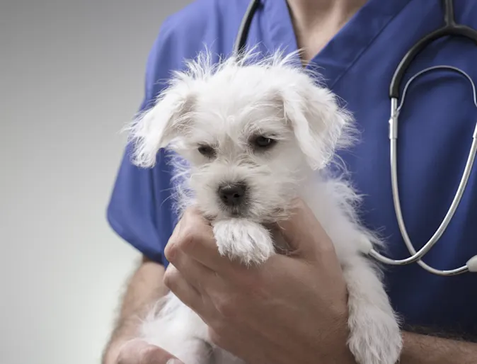 Staff member holding a puppy Staff member holding a puppy