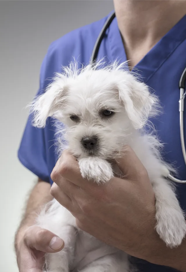 Staff member holding a puppy Staff member holding a puppy