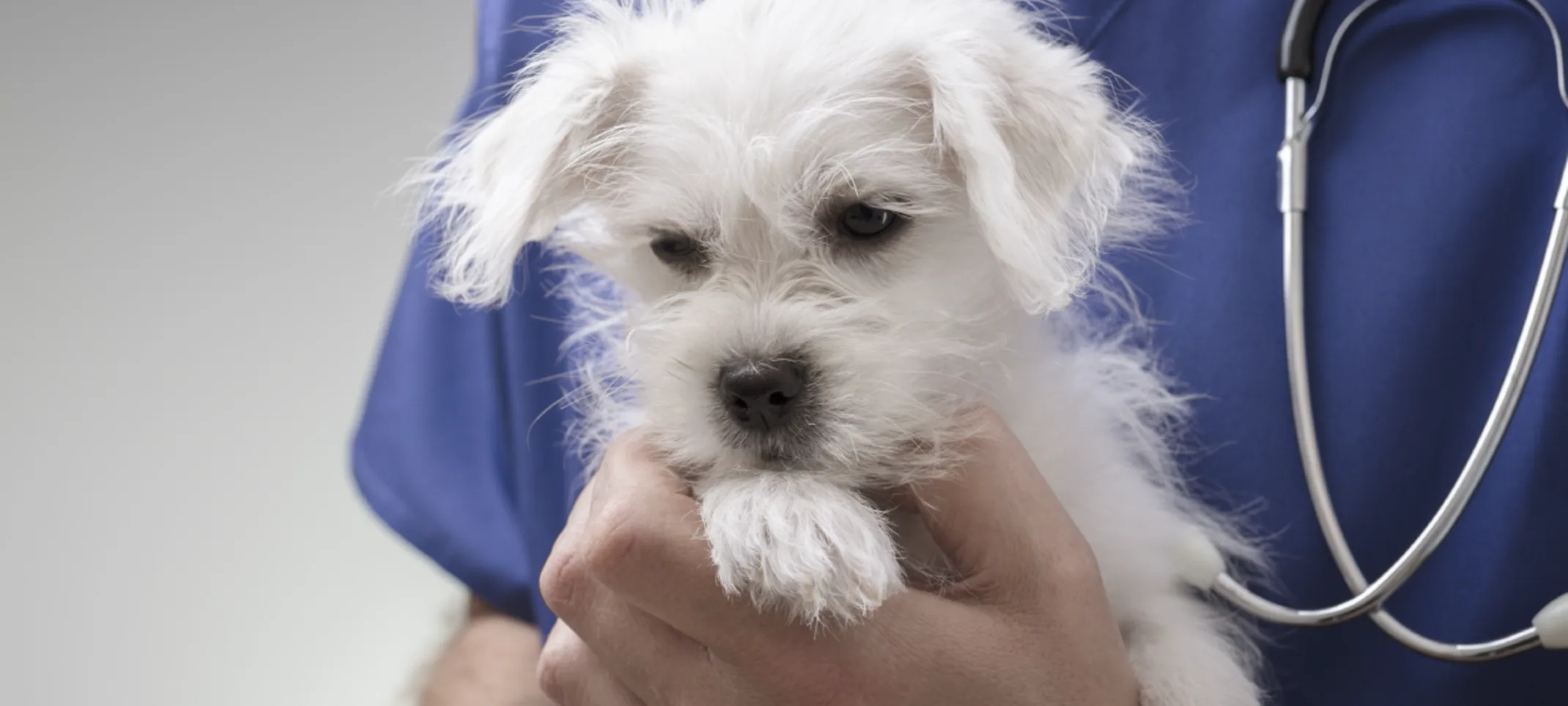 Staff member holding a puppy