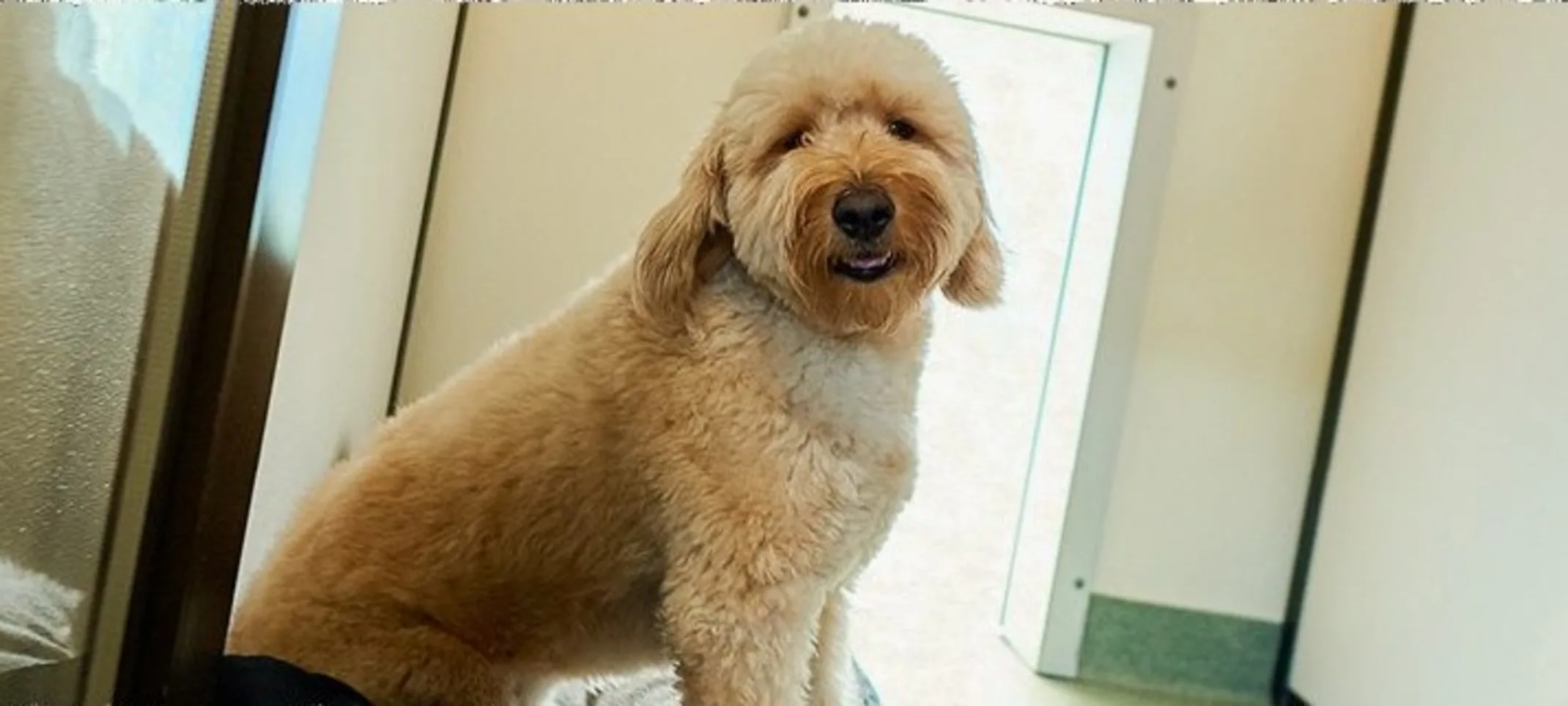 Fluffy dog sitting Fluffy dog sitting