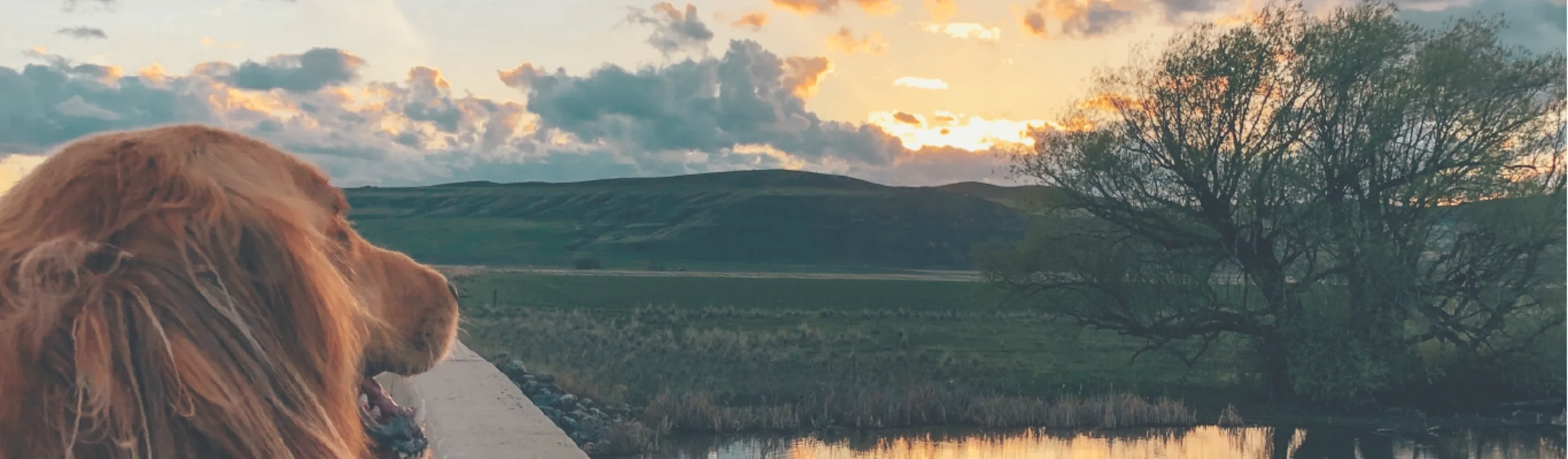 Dog looking at the sunset