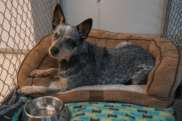 Strawbridge Animal Care's dog kennel to keep your pet in after surgery. There's greyish dog laying down in a puppy bed with a water bowl next to him or her