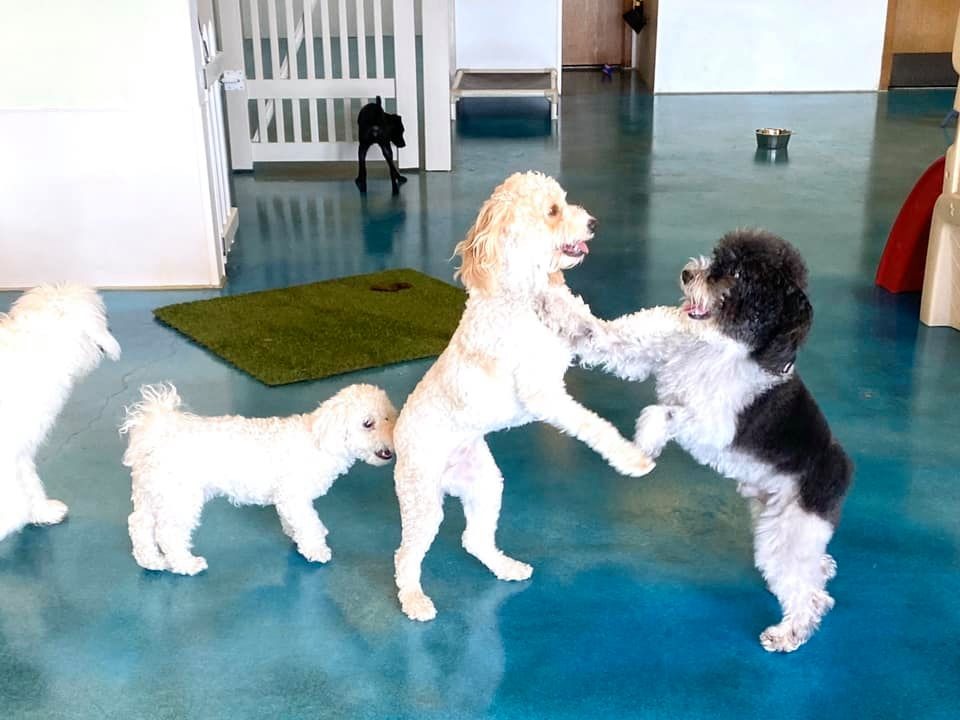 Dogs playing at Dog Daycare at Bowhaus