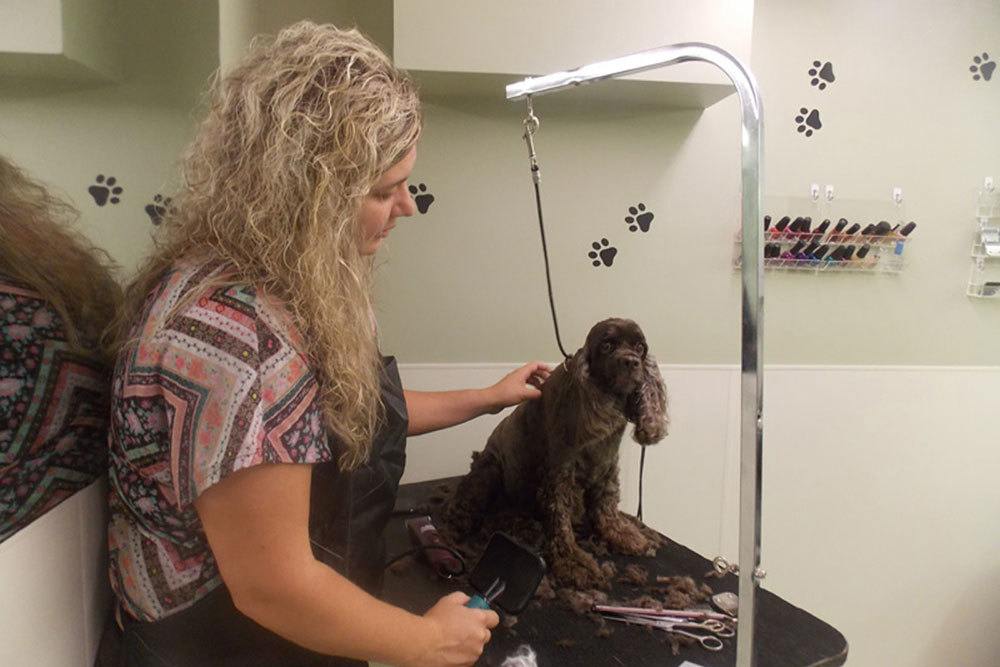 Groomer with long-hair black dog on a grooming table