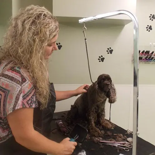 Groomer with long-hair black dog on a grooming table Groomer with long-hair black dog on a grooming table