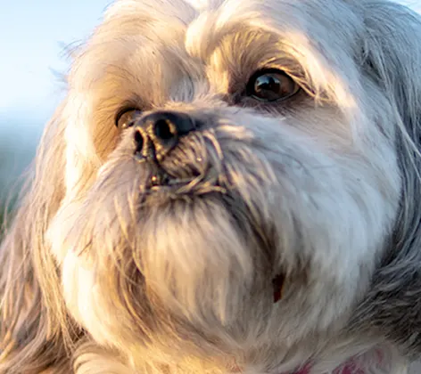 Small dog in grass looking up