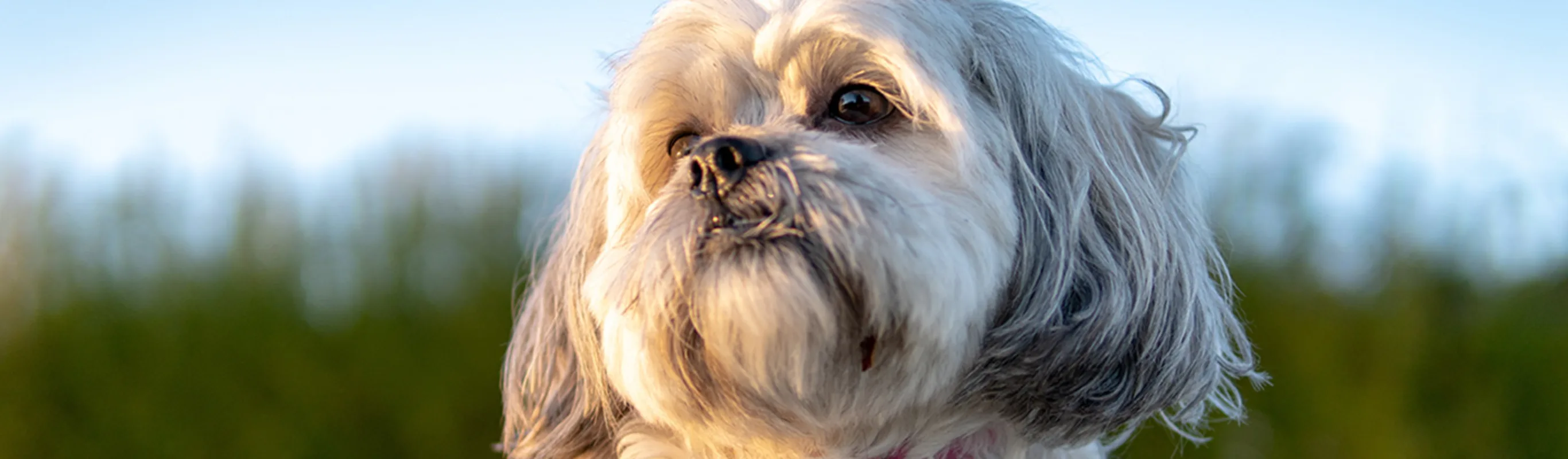 Small dog in grass looking up