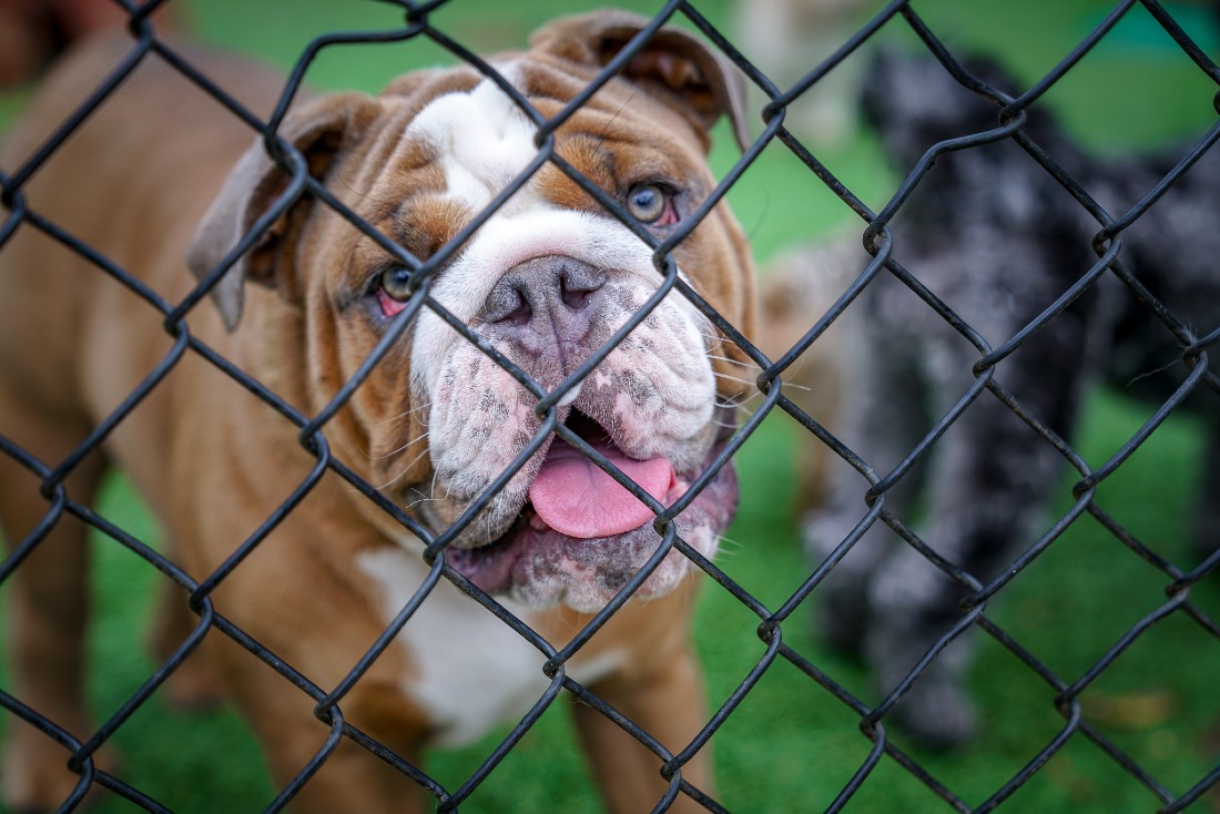 Dog looking through the fence against background of green grass at Hill Country Animal Hospital