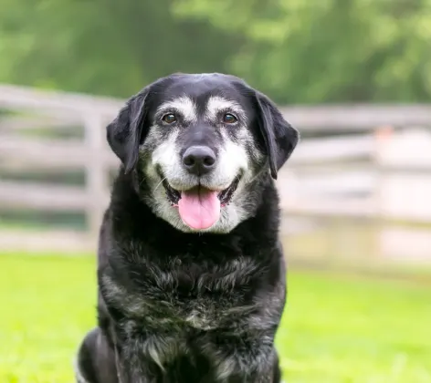 Old dog sitting in the grass happy