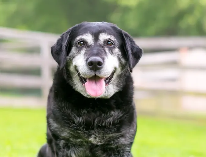 Old dog sitting in the grass happy