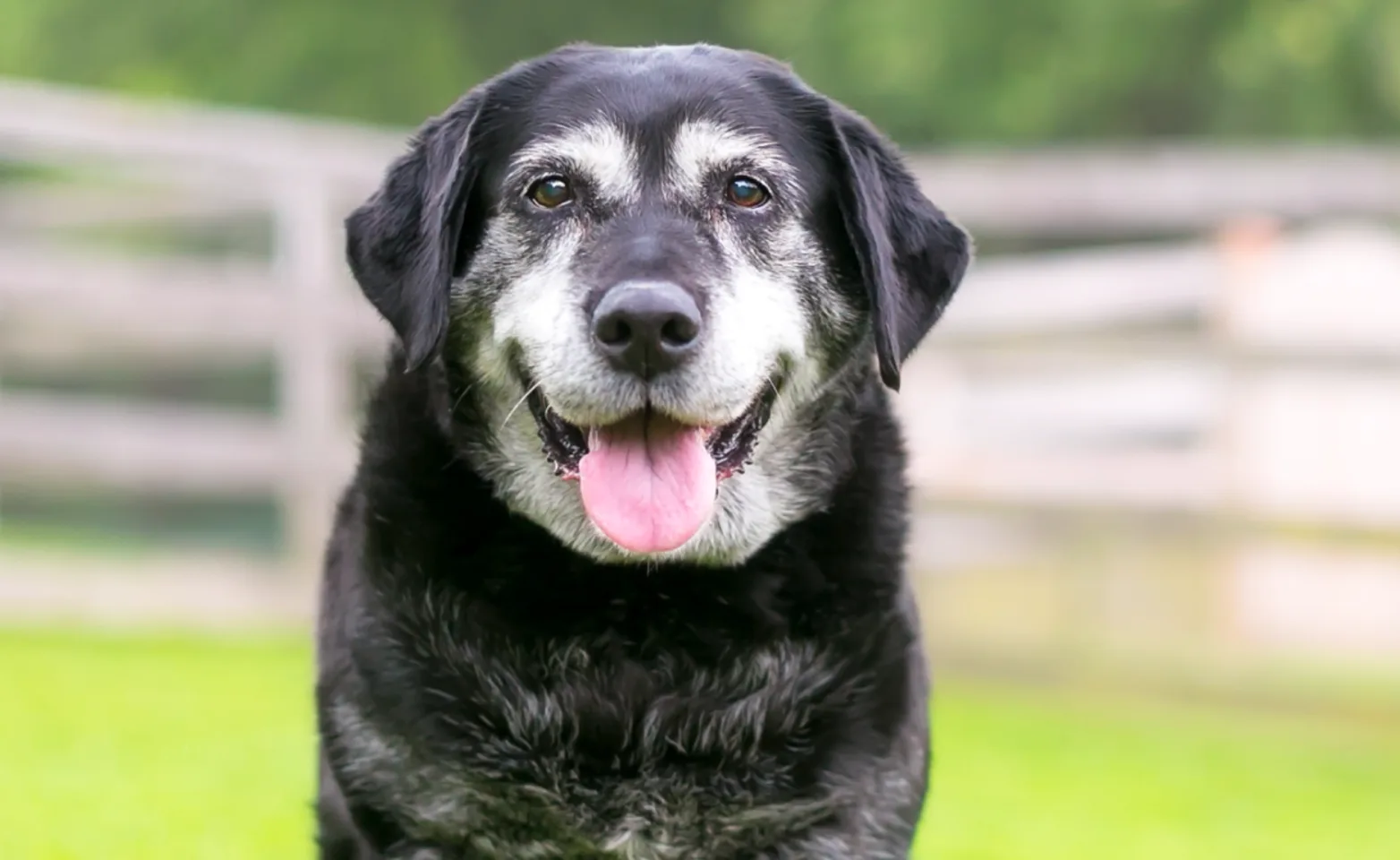 Old dog sitting in the grass happy