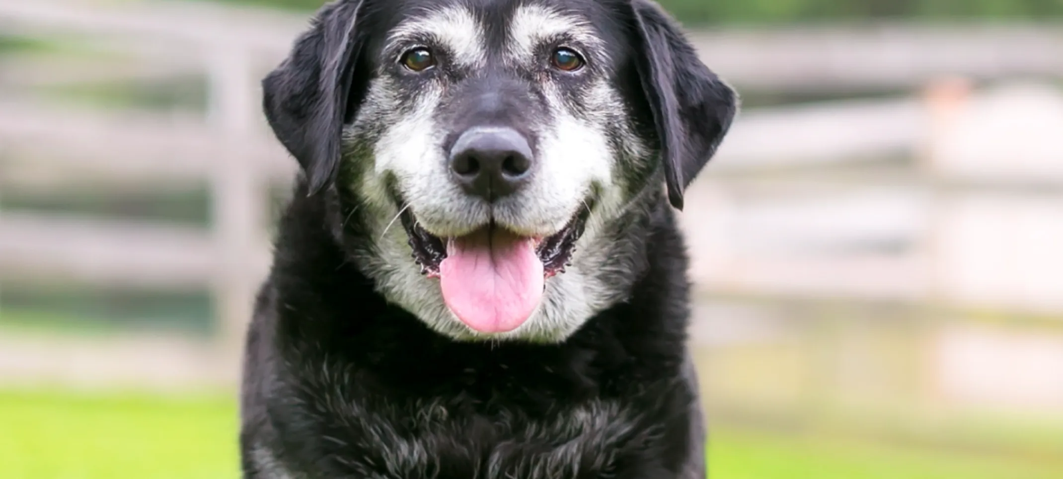 Old dog sitting in the grass happy