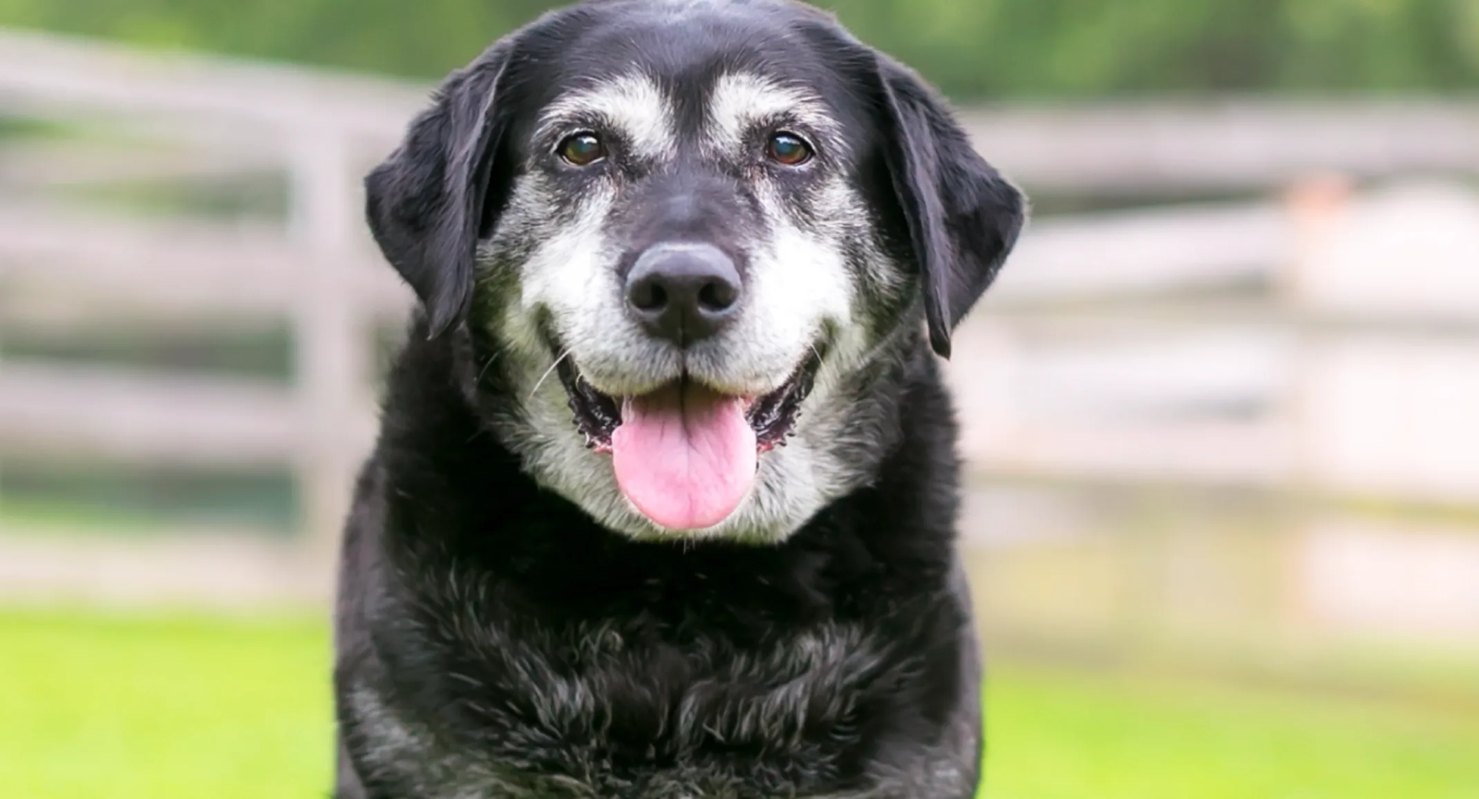 Old dog sitting in the grass happy