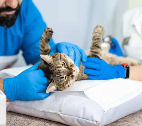 Cat being examined Cat being examined