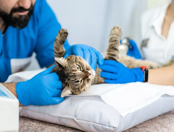 Cat being examined Cat being examined