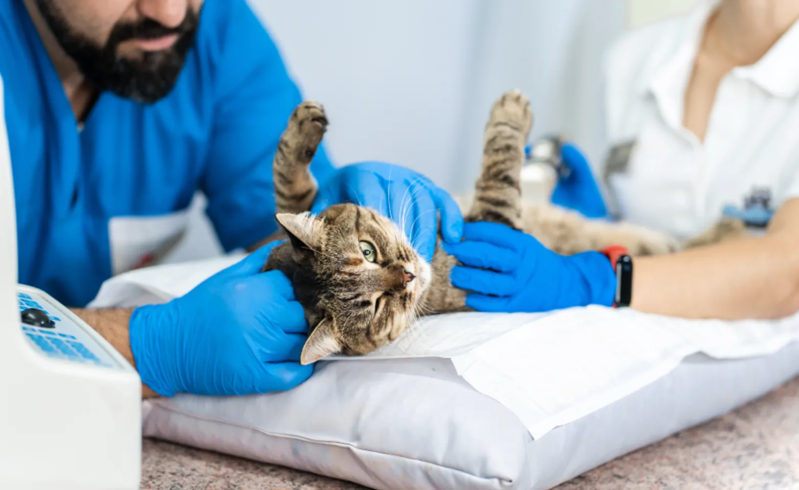 Cat being examined Cat being examined