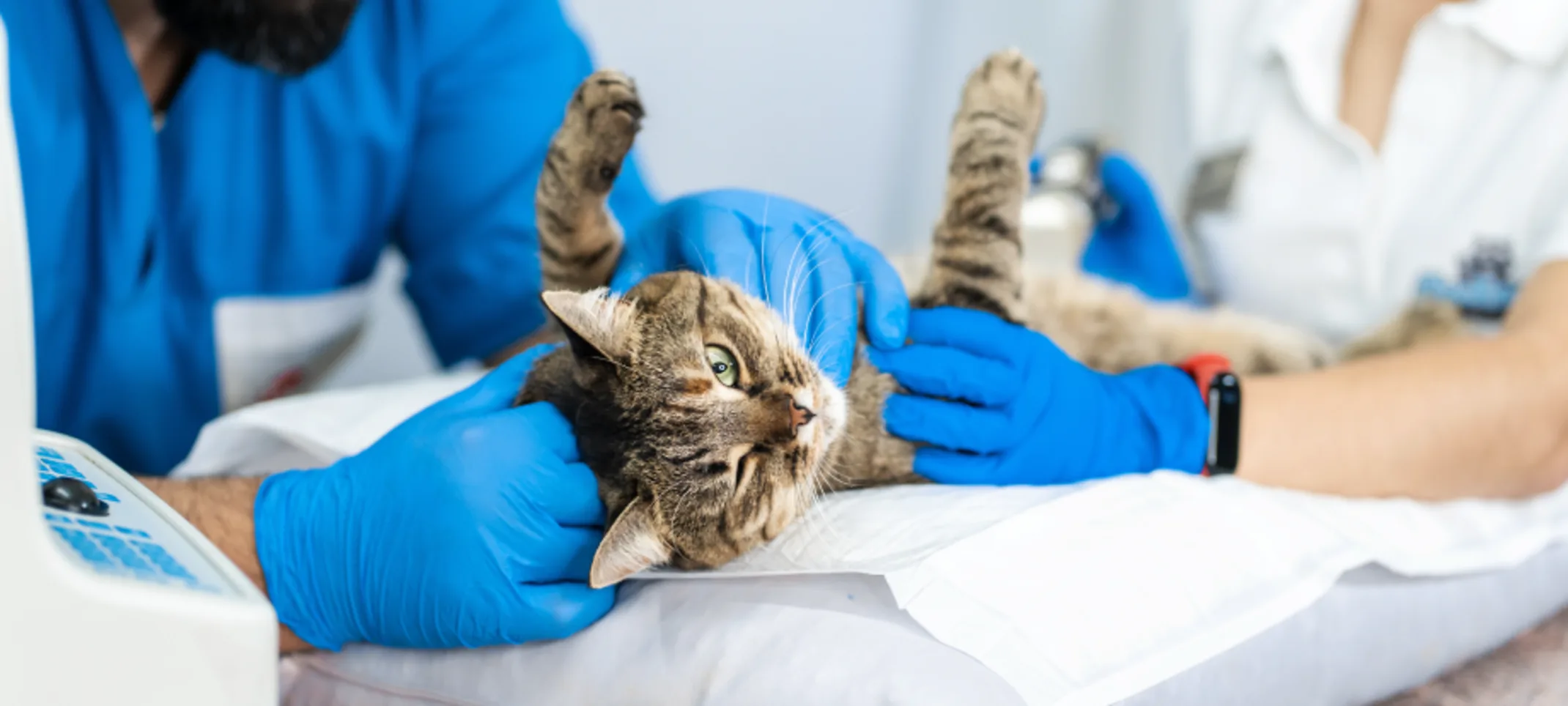 Cat being examined Cat being examined
