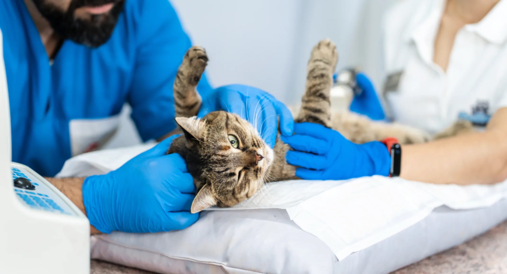 Cat being examined Cat being examined