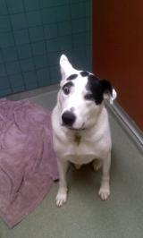 One of our boarders - Spud -