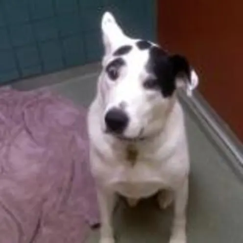 One of our boarders - Spud - One of our boarders - Spud -