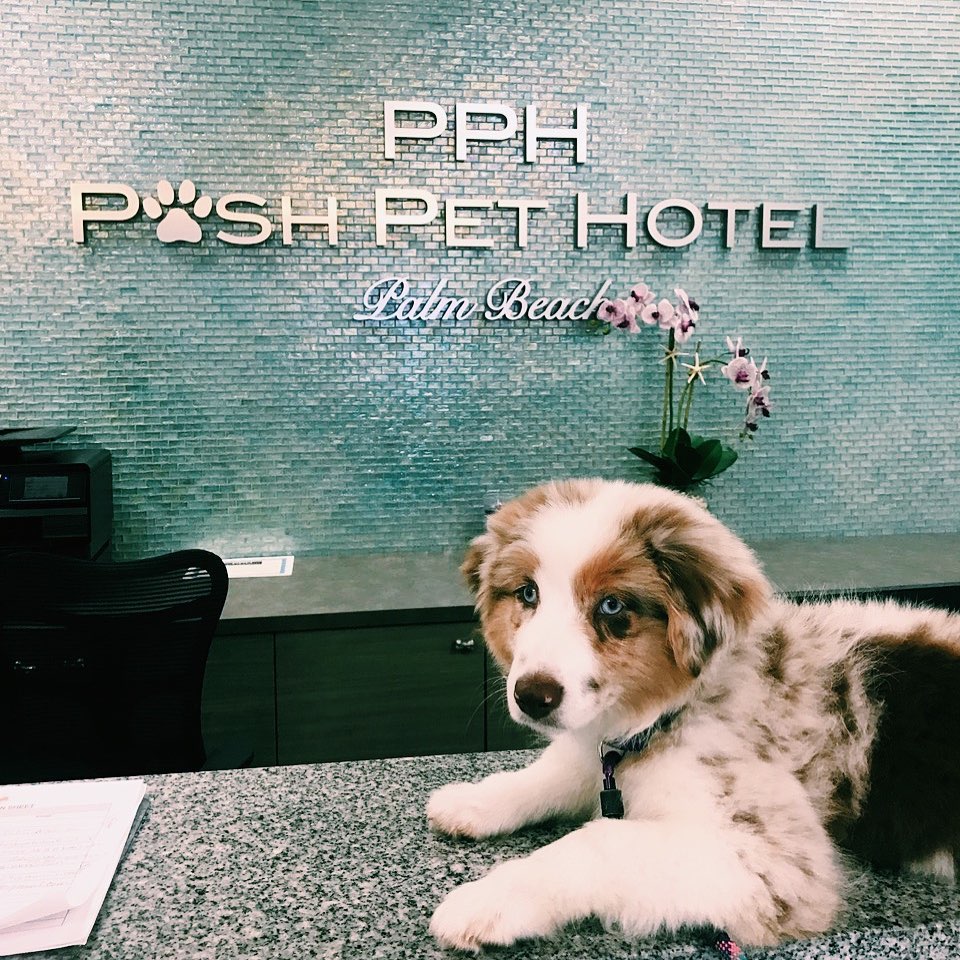 cute puppy sitting down on table 