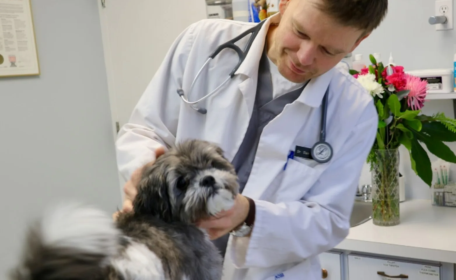 A Valley Vet Hospital veterinarian examining a dog A Valley Vet Hospital veterinarian examining a dog