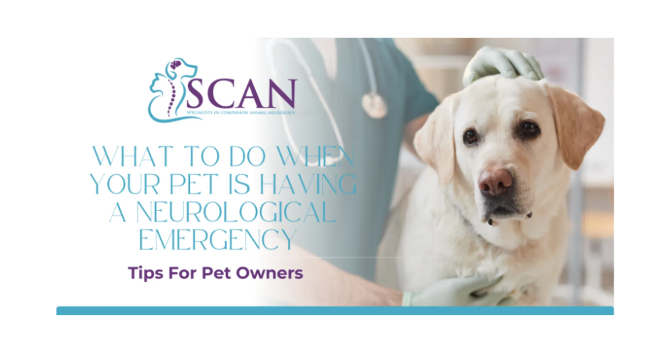 What to Do When Your Pet Is Having a Neurological Emergency What to Do When Your Pet Is Having a Neurological Emergency