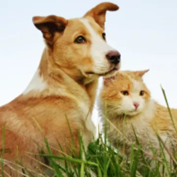 Dog and Cat sitting together on green grass with blue sky above them Dog and Cat sitting together on green grass with blue sky above them