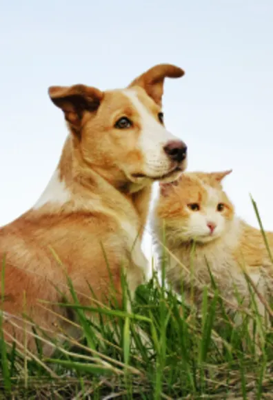 Dog and Cat sitting together on green grass with blue sky above them Dog and Cat sitting together on green grass with blue sky above them