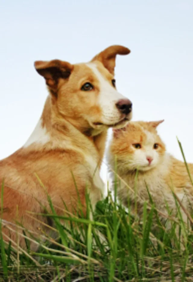 Dog and Cat sitting together on green grass with blue sky above them Dog and Cat sitting together on green grass with blue sky above them