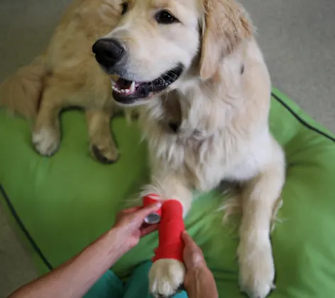 Staff member wrapping a dog's leg Staff member wrapping a dog's leg
