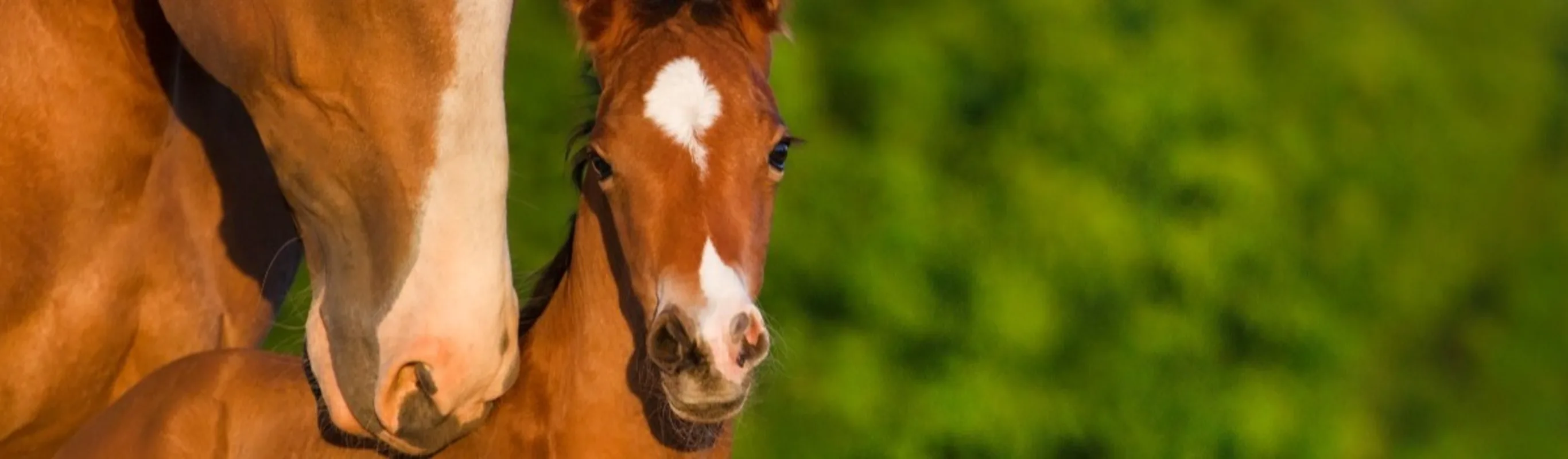 A mare and a foal A mare and a foal