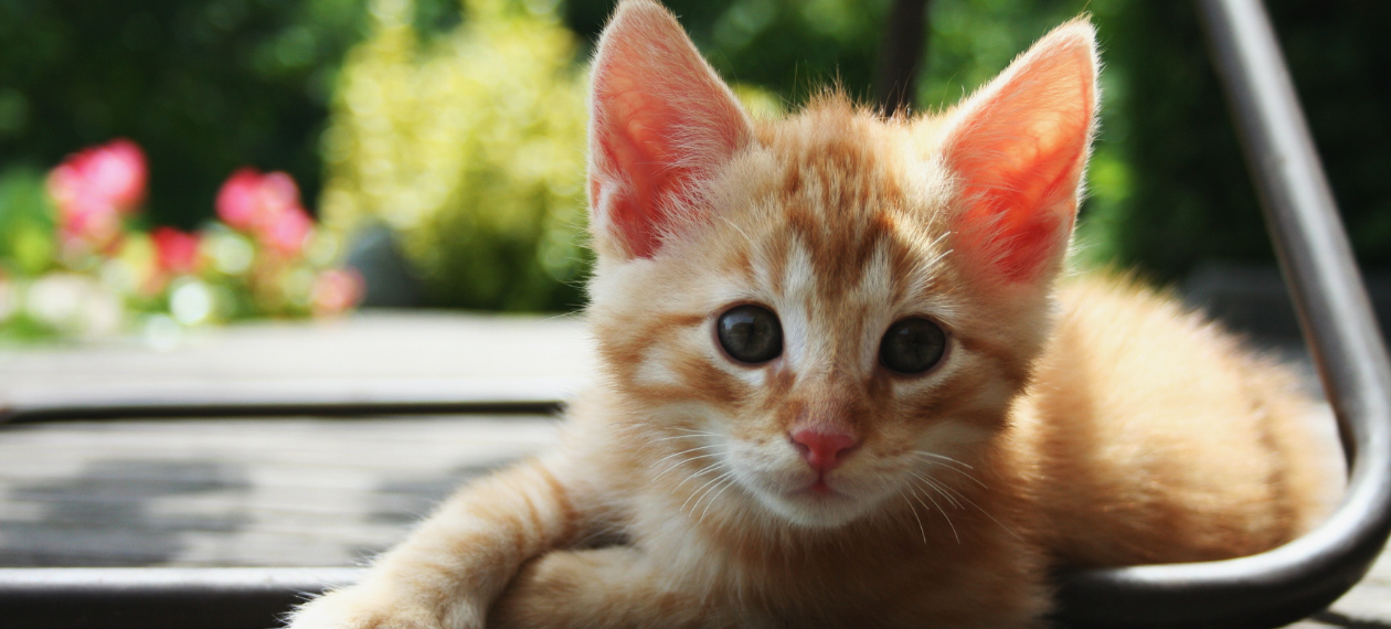 Close Up of Orange Kitten