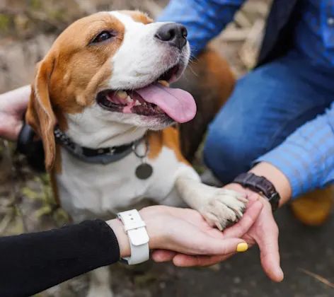 Pet Owners Holding a Dog's Paws in their Hands Pet Owners Holding a Dog's Paws in their Hands