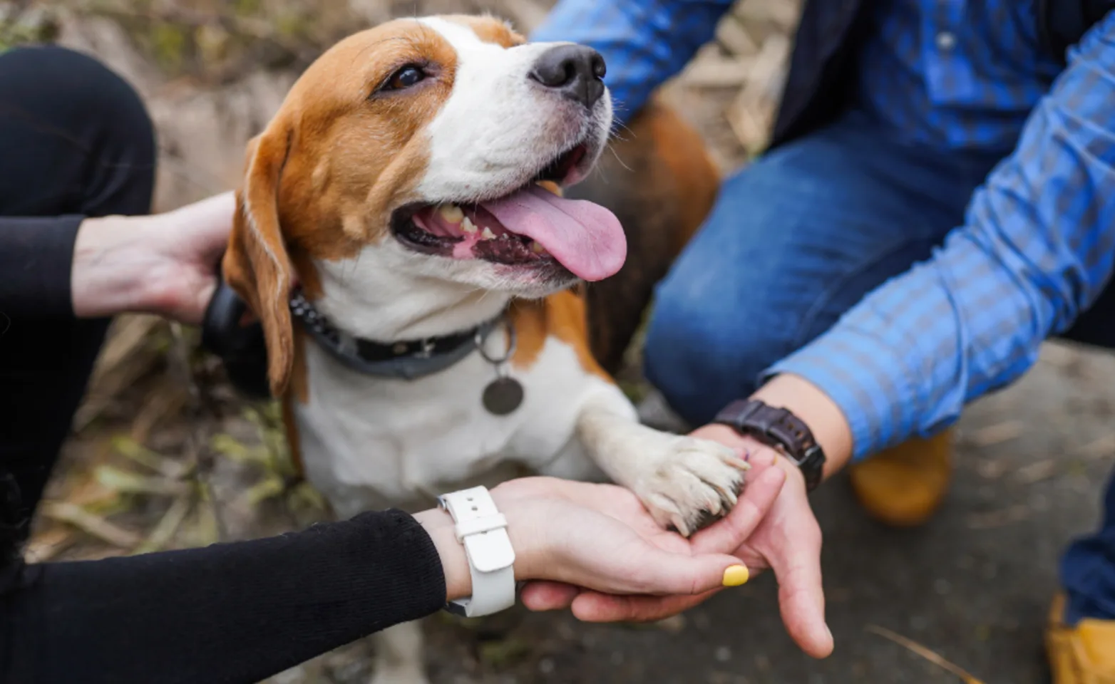 Pet Owners Holding a Dog's Paws in their Hands Pet Owners Holding a Dog's Paws in their Hands