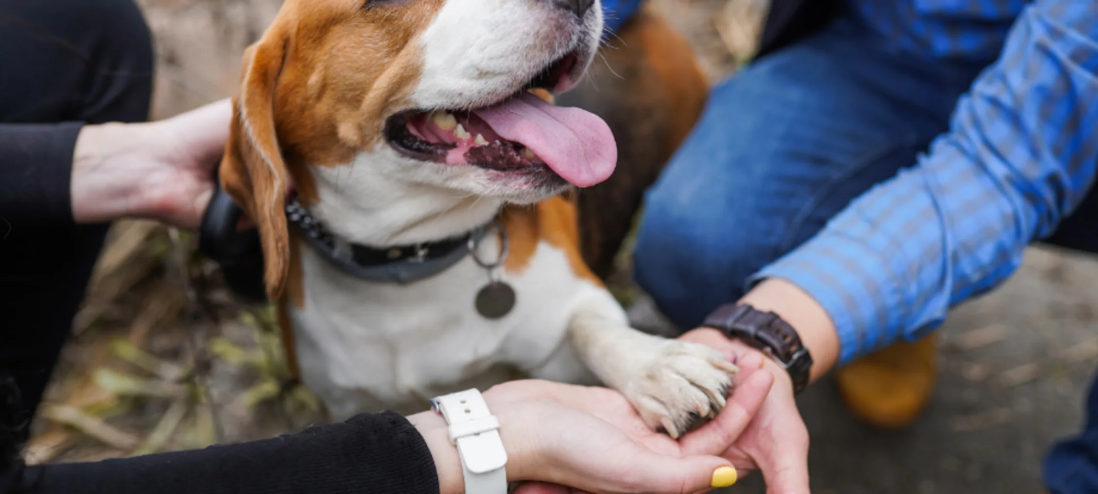 Pet Owners Holding a Dog's Paws in their Hands Pet Owners Holding a Dog's Paws in their Hands