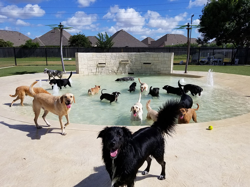 Dogs at pool at Rover Oaks Pet Resort
