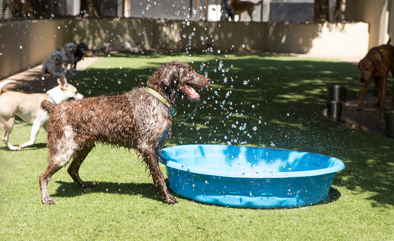 Dogs having fun splashing around with plastic play pool. Dogs having fun splashing around with plastic play pool.