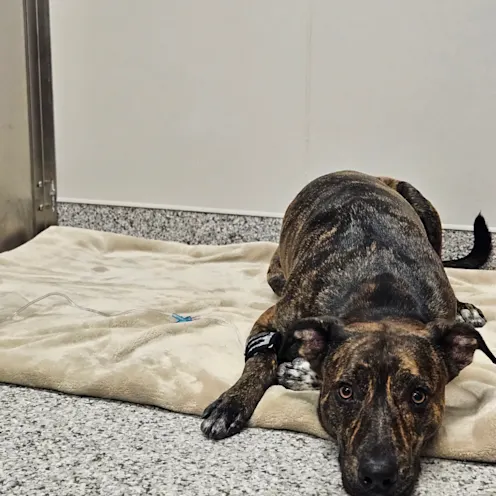 Large brown dog laying on top of blanket in exam room Large brown dog laying on top of blanket in exam room