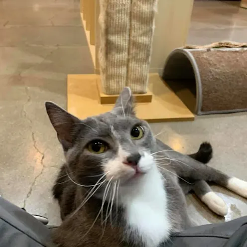 Cat with post Cat with post