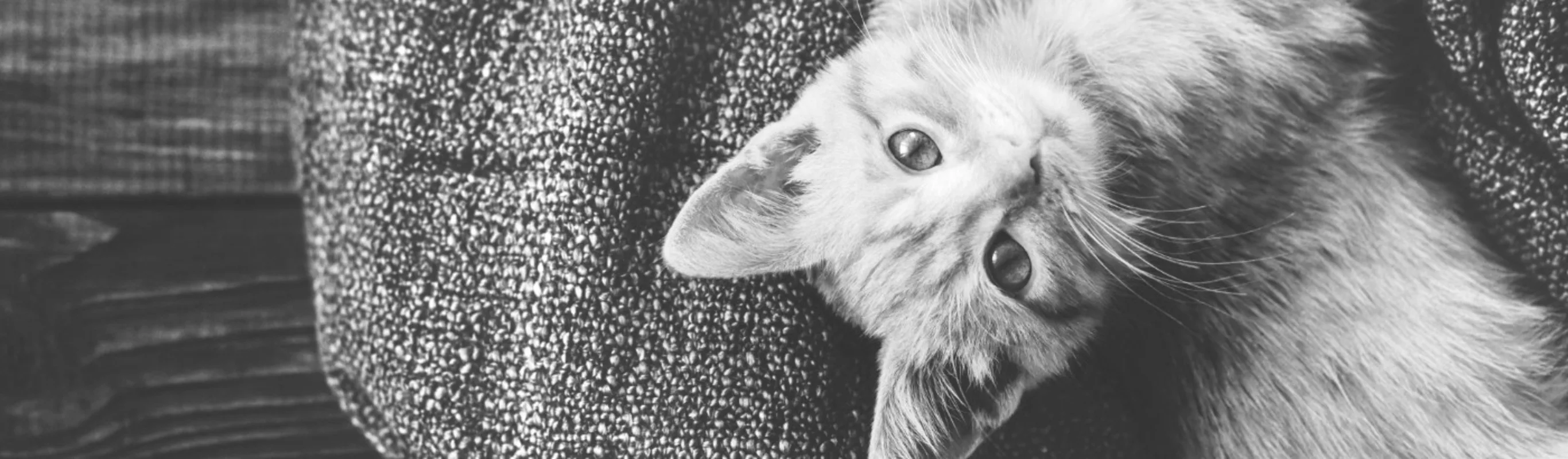 A small kitten laying on a bed and staring up at the camera