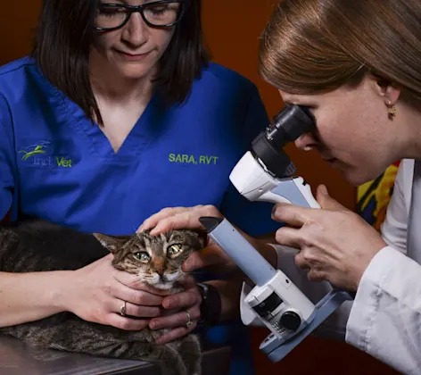 A cat being examined A cat being examined