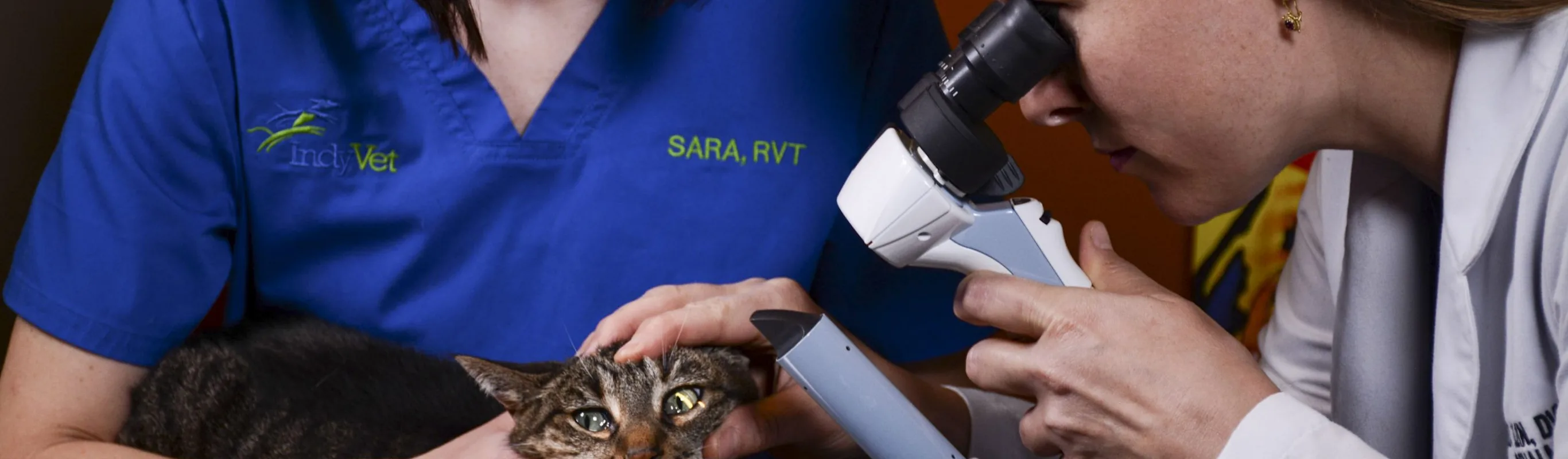 A cat being examined A cat being examined