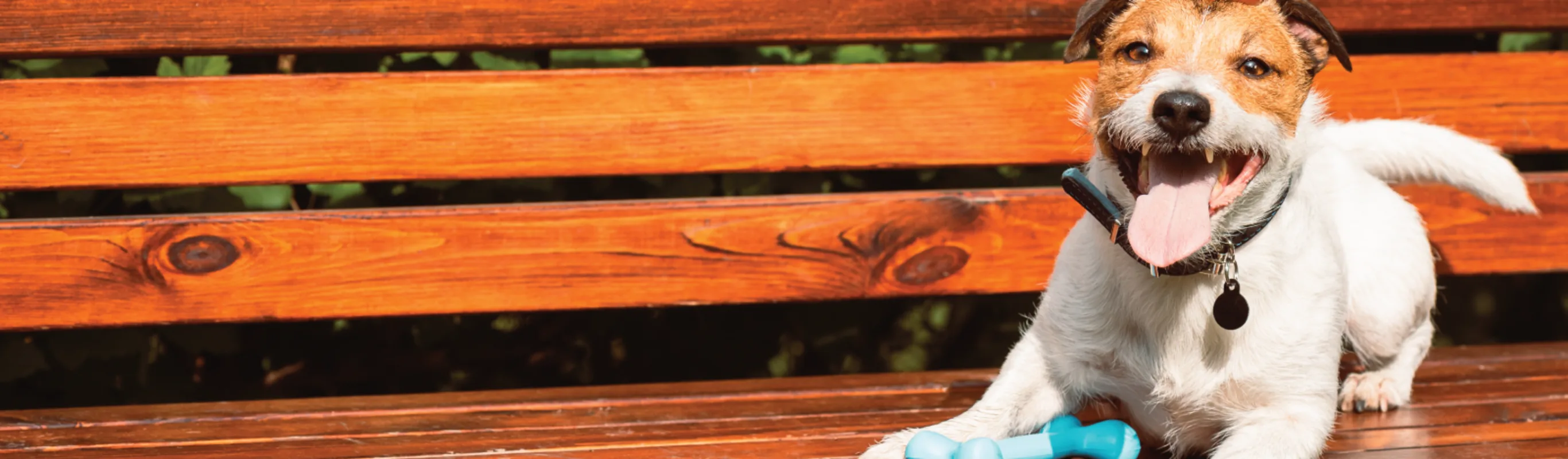 Dog on bench Dog on bench