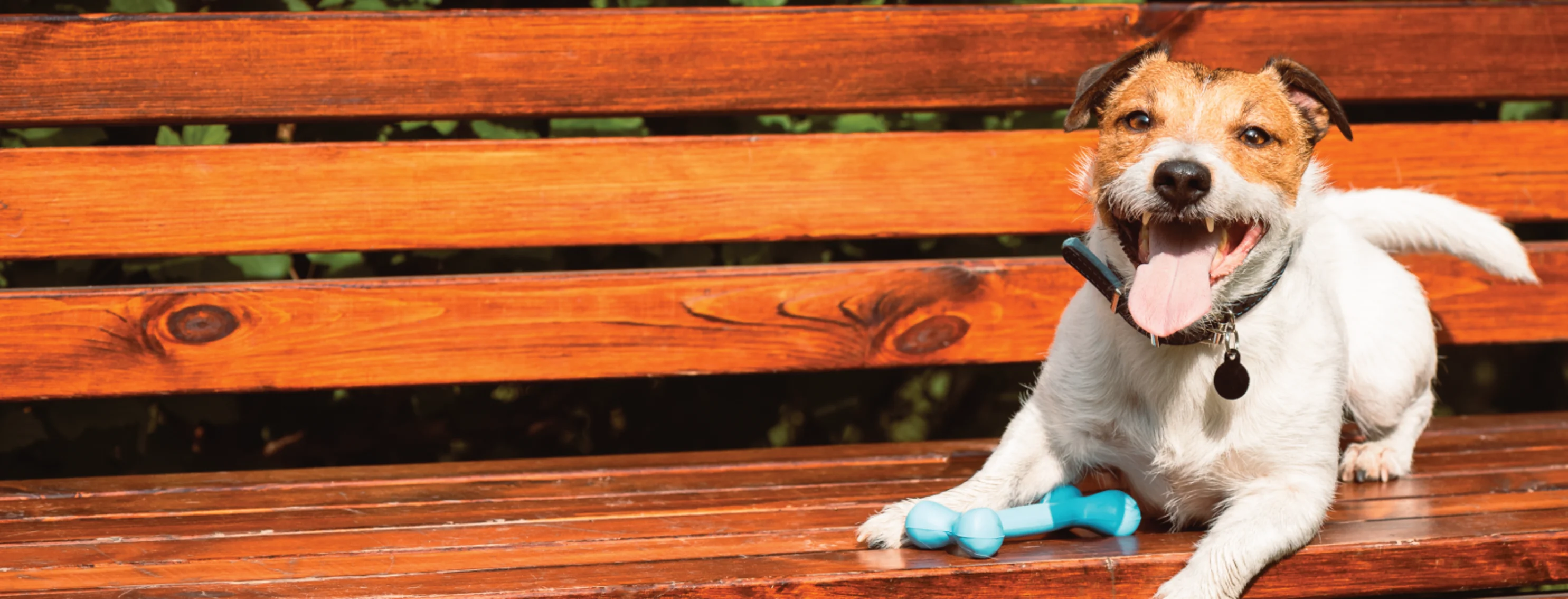 Dog on bench